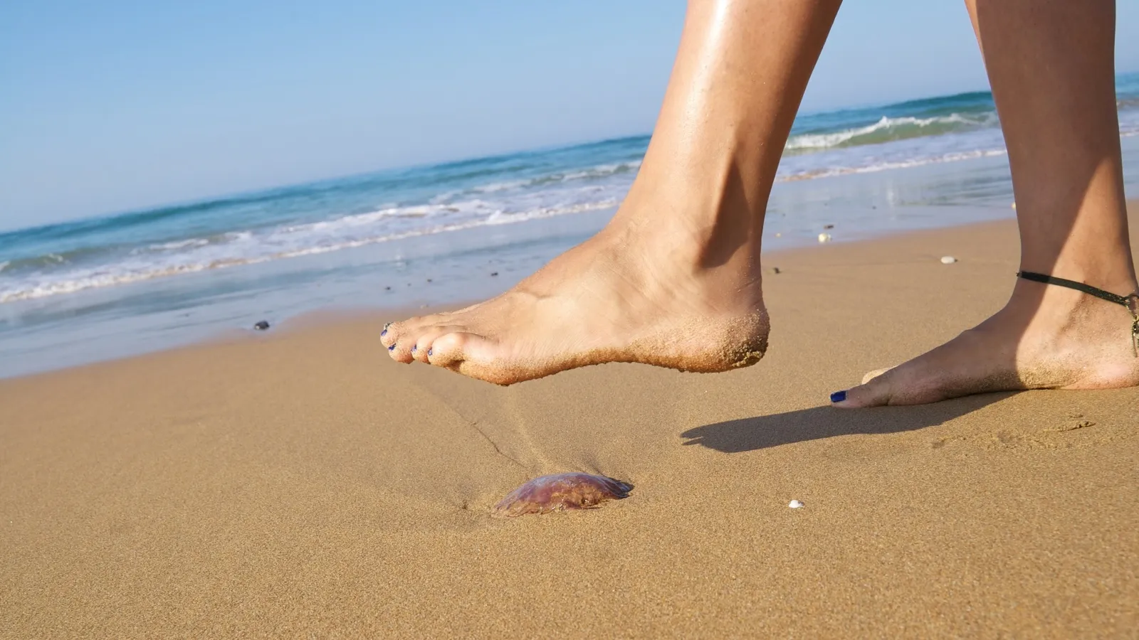 Morsi e Punture Di Animali Marini: Cosa Fare?